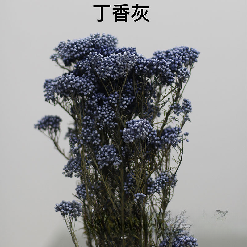 批发永生花漂色小米花 米草 DIY花艺创作花材 室内装饰用花不掉米