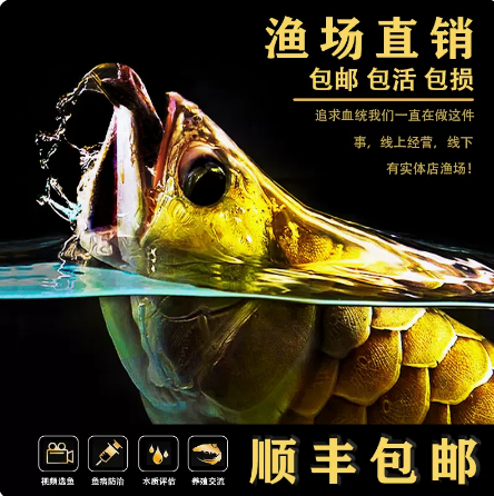 过背金龙鱼古典金龙鱼满背印尼红龙鱼绿皮白玉血红龙鱼活体