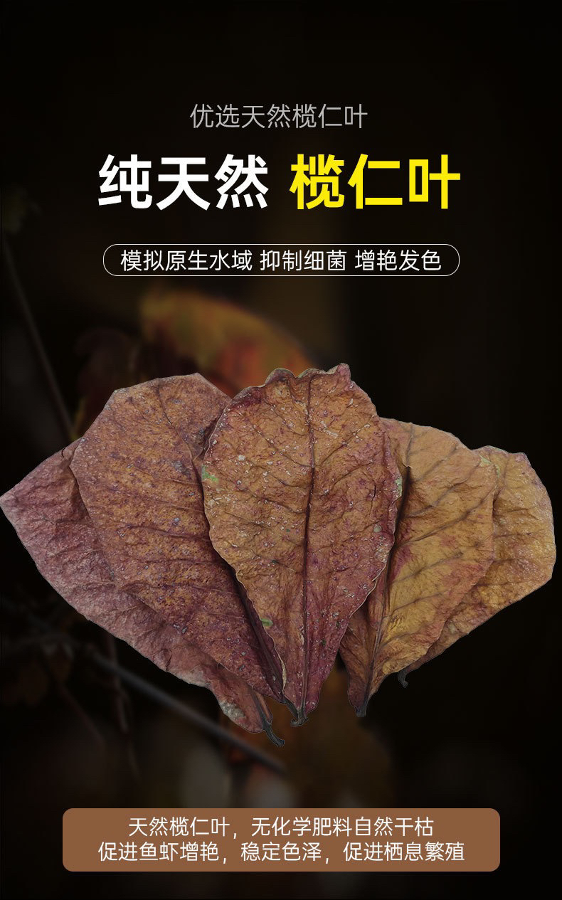 超大片榄仁叶斗鱼榄仁叶改善水质液调节PH值