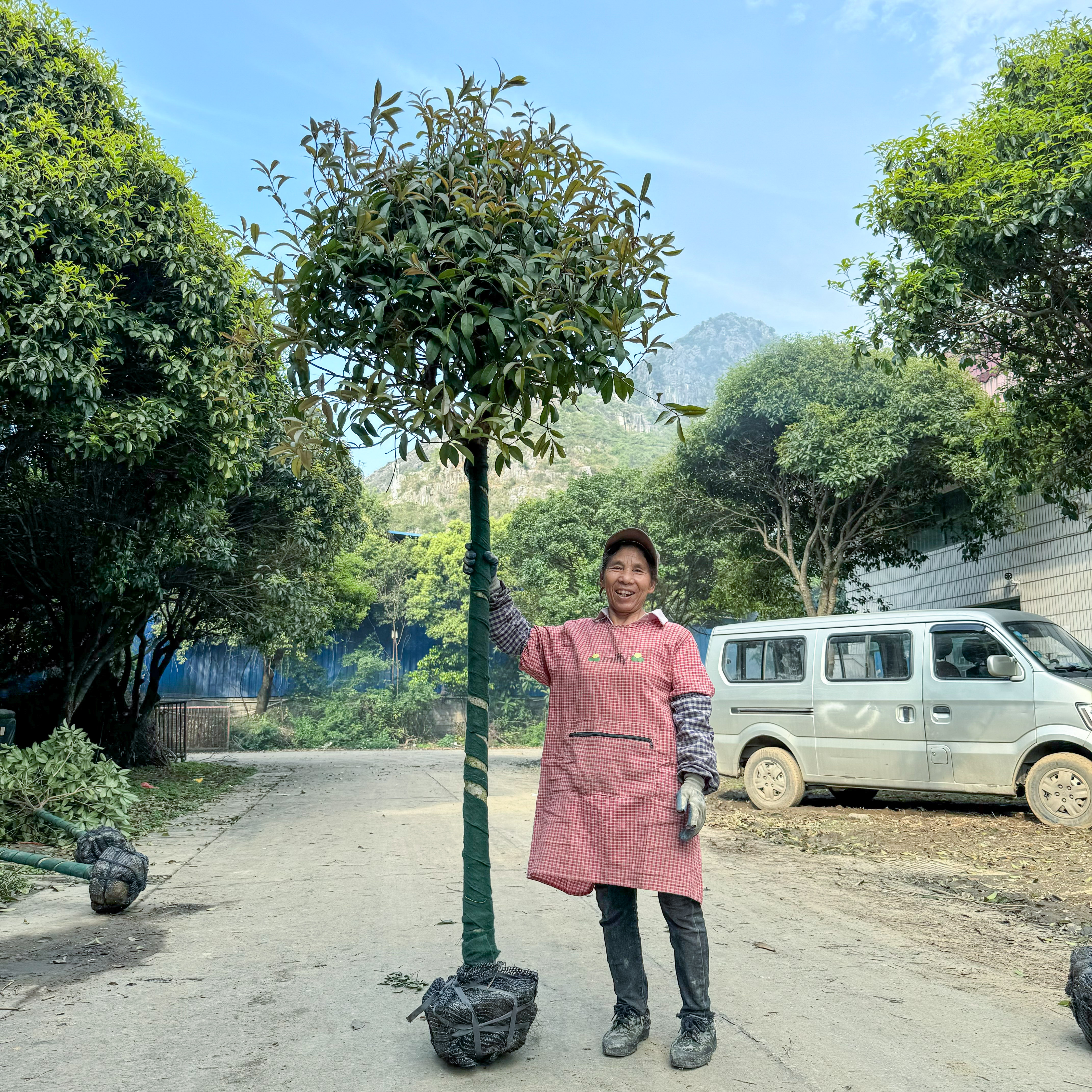 精品八月金球桂丹桂