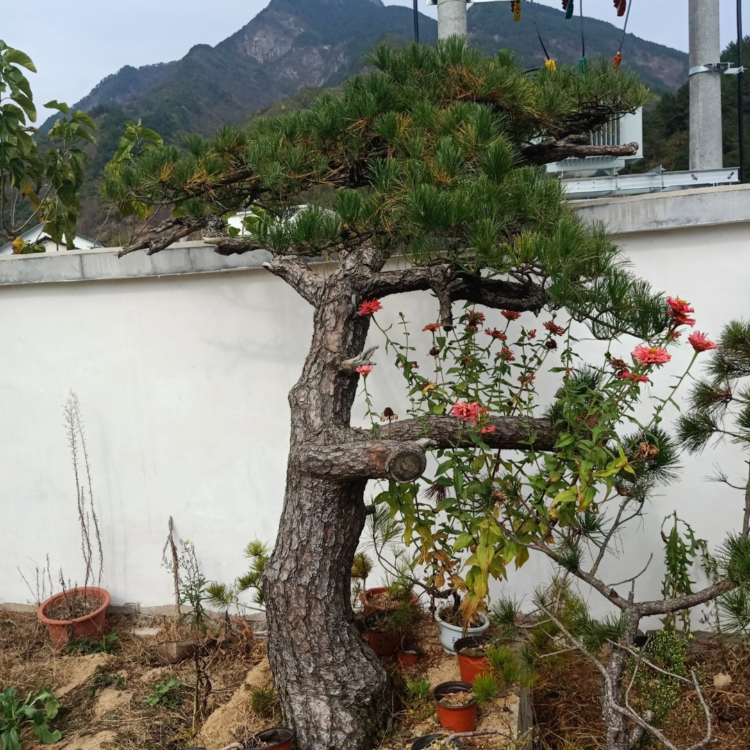 深山苗圃基地黄山松盆景