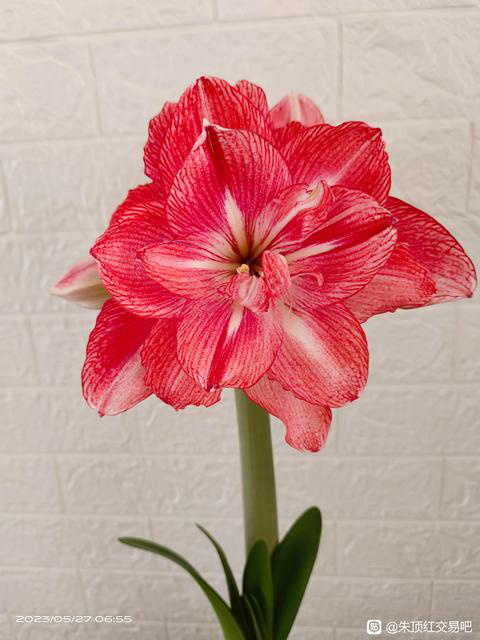 进口朱顶红[蒂卡梦想]当年开花种球花园阳台