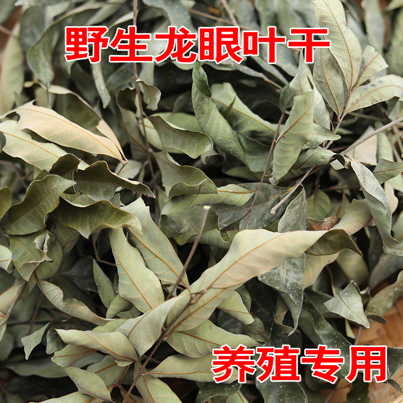 龙眼叶水质调节改善水质乌龟用免煮养龟叶子龟叶龟缸周转箱造景