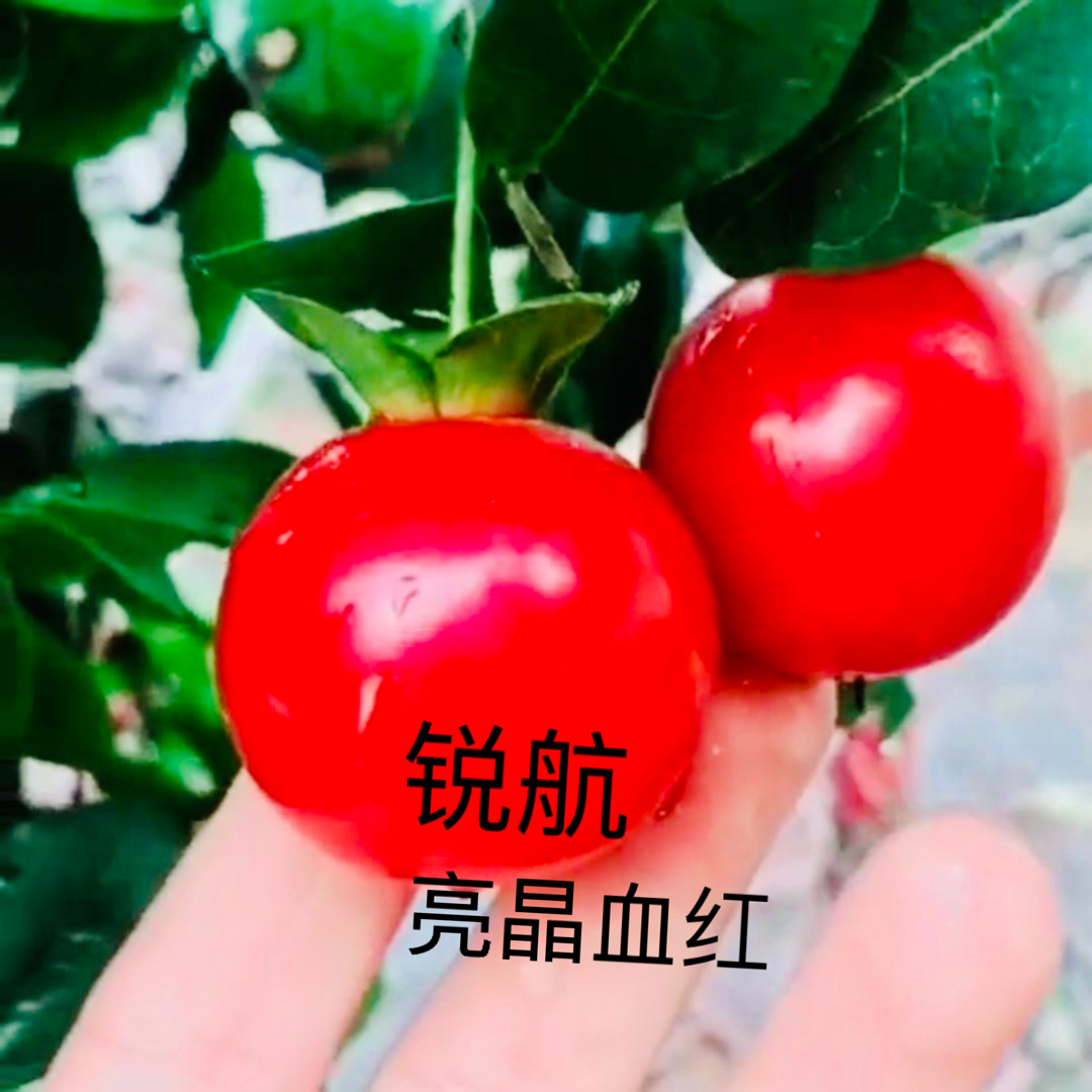 锐航金弹子亮晶血红独家原生品种嫁接桩
