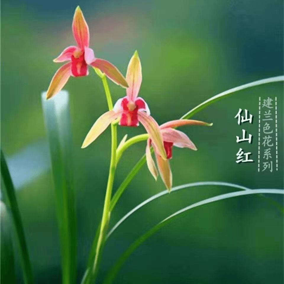兰花浓香 仙山红 建兰八大红花名贵绿植盆栽办公室阳台客厅好养