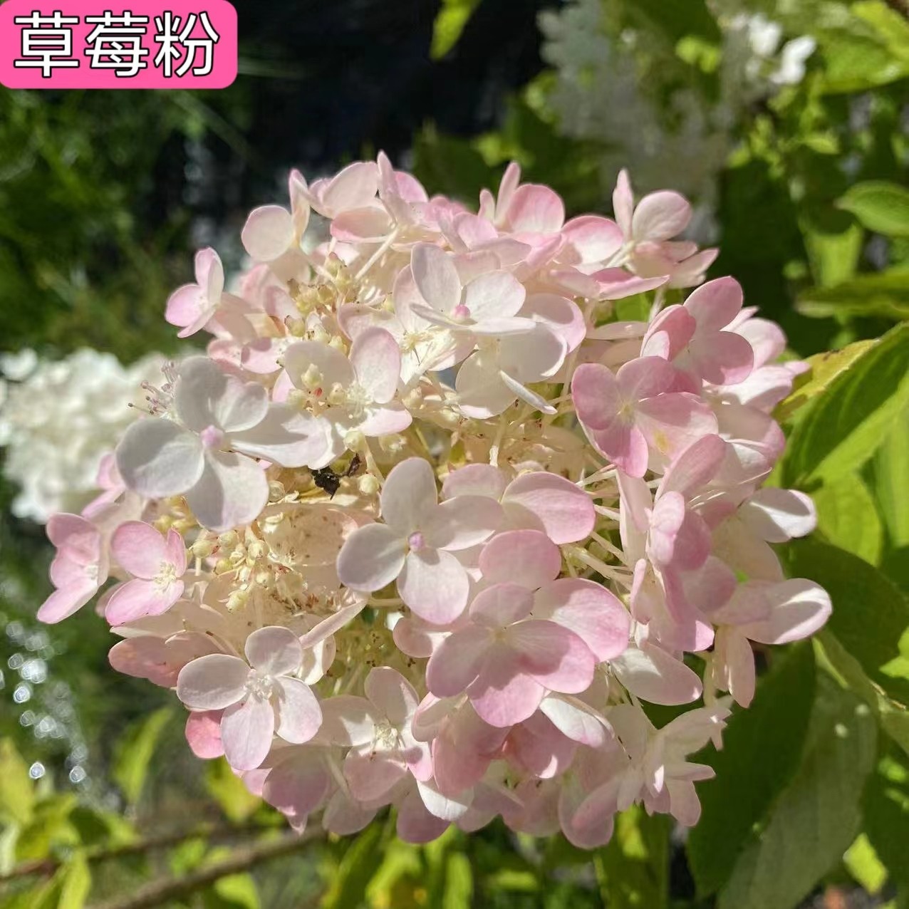 大花圆锥绣球耐寒耐热耐晒花期一百天变色绣球花园庭院植物木本