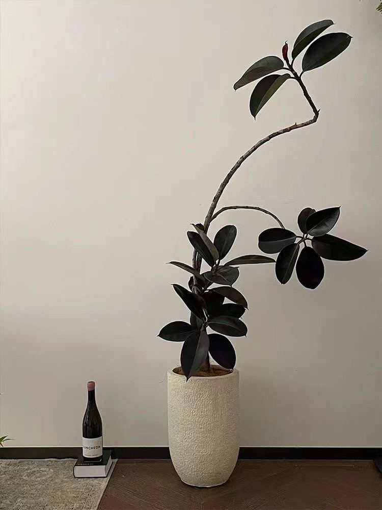 橡皮树黑金刚盆栽室内客厅阳台四季常青好养盆景花卉绿植基地卧室