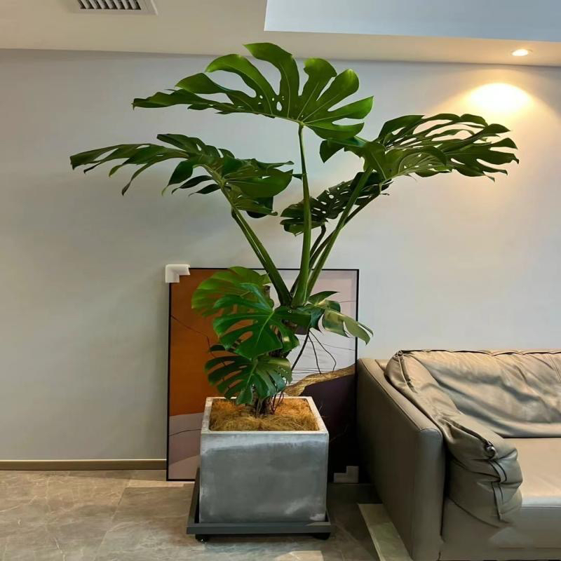龟背竹老桩大型绿植室内客厅办公室净化空气除甲醛阳台北欧耐寒