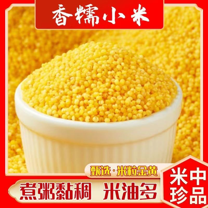 朝阳朱碌科黄金苗小米