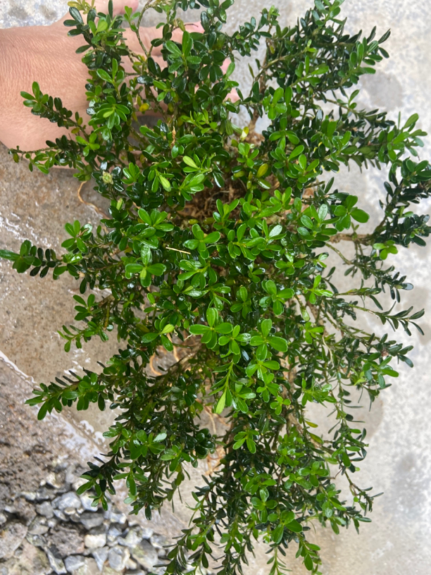 凤凰山芝麻叶凤米黄杨