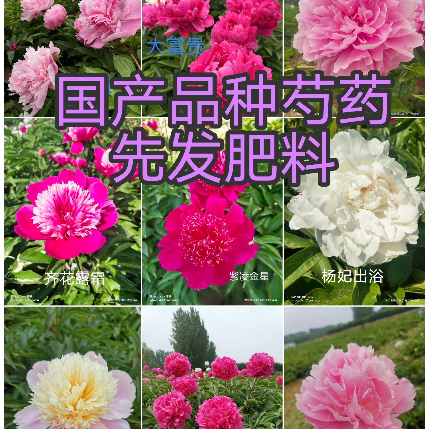先发肥料，秋天发苗。国产芍药品种，千层大花菏泽牡丹芍药基地直供