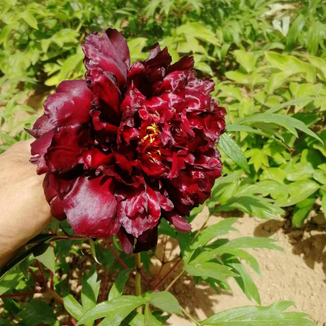 【黑豹】黑色系品种牡丹庭院春季开花