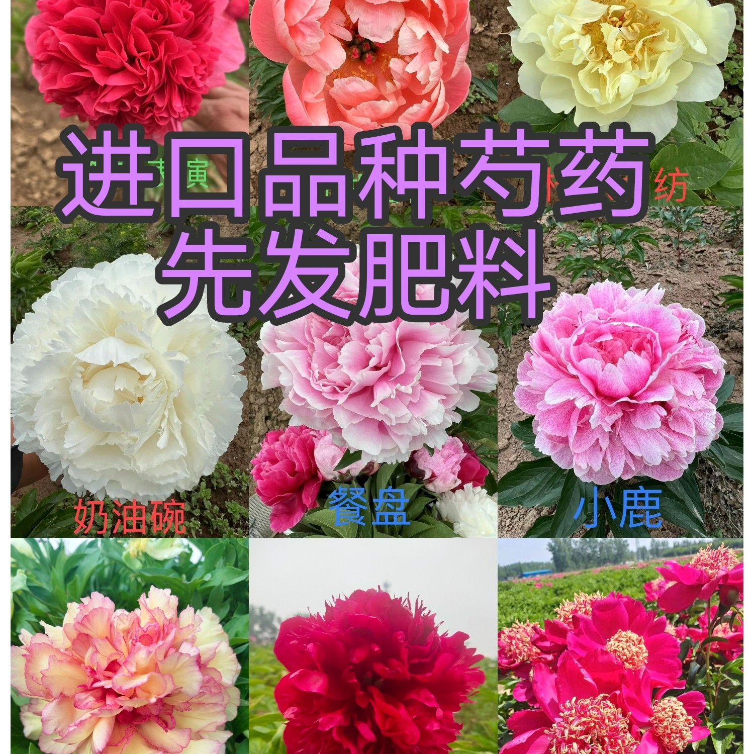 荷兰进口芍药品种，白色粉色红色黄色紫色，庭院栽培，春季开花