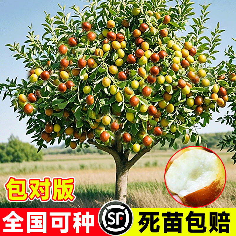 枣树活苗嫁接冬枣地栽果树果苗当年结果北方南方大枣超甜特大庭院