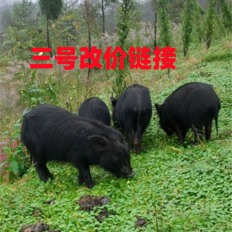 【三号改价链接】散养藏香猪，一物一拍，所见即所得，直播间现场称重。