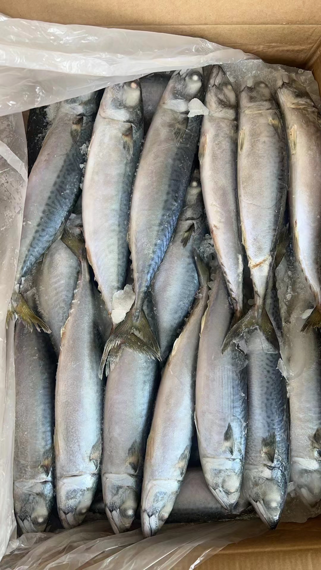 【顺丰冷链】新鲜速冻冷水鲐鲅鱼青占鱼渤海湾冷水鱼鲐鲅鱼海鲜