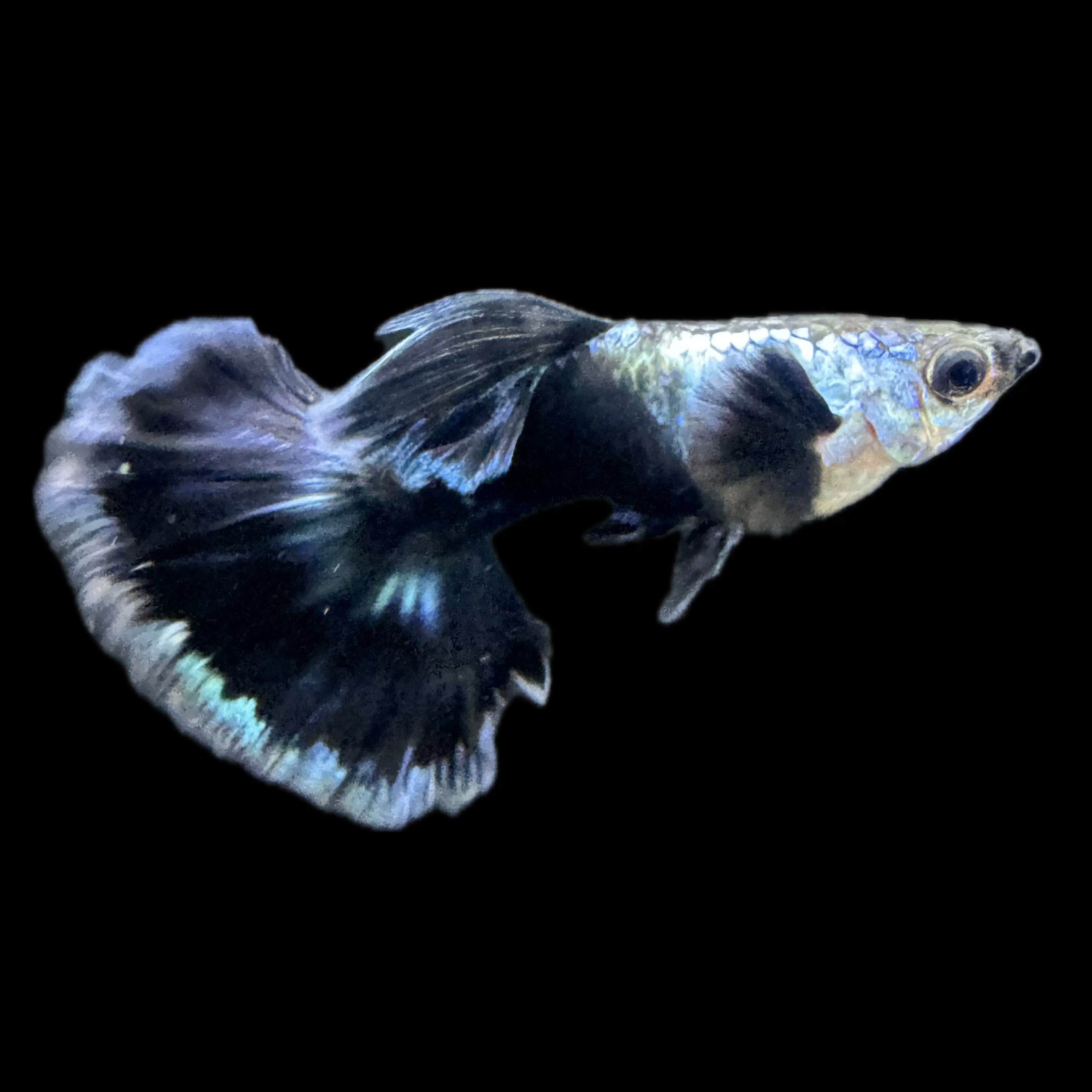 艾尔银半月尾蓝礼服孔雀鱼