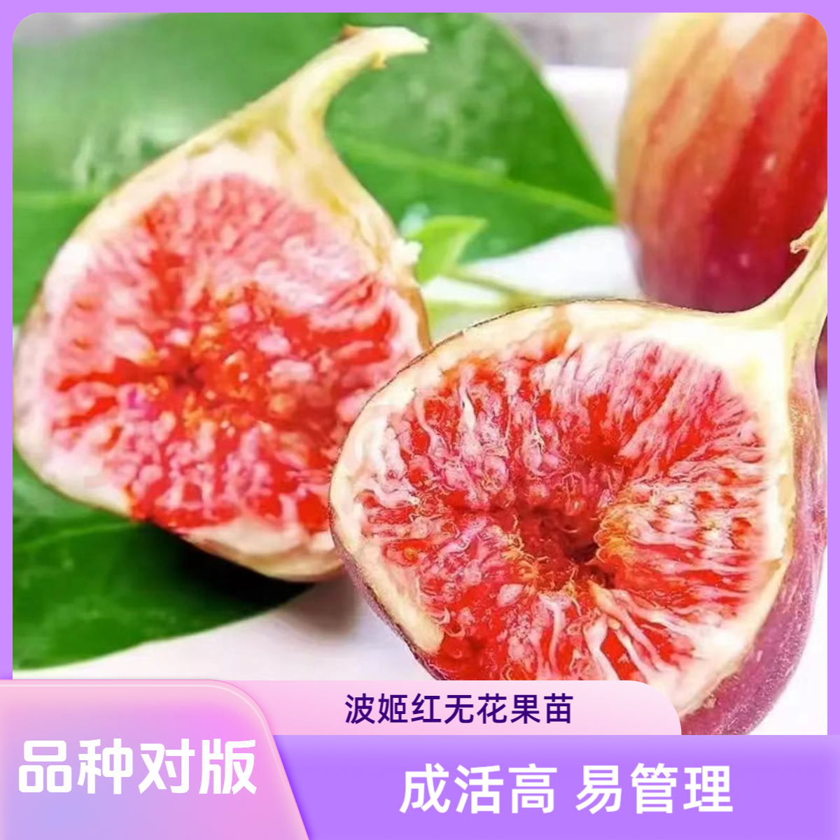 波姬红无花果苗扦插波姬红无花果苗庭院种植盆栽地栽矮化果树苗