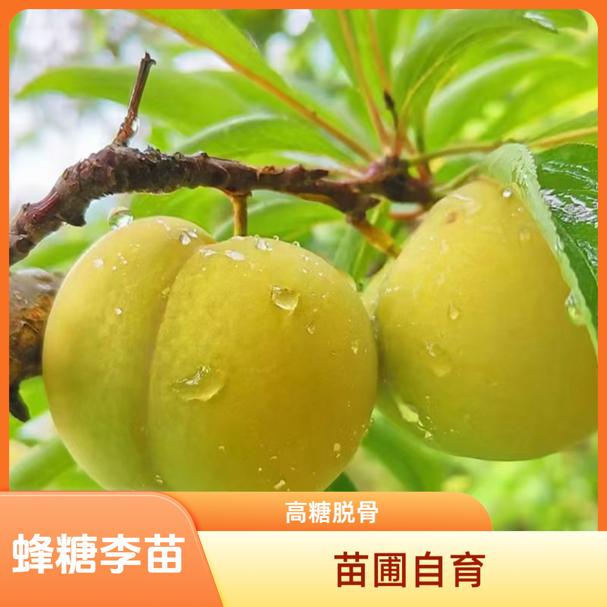 【正宗蜂糖李树苗】盆栽地栽高糖度大果型李子苗落叶果苗嫁接果树苗