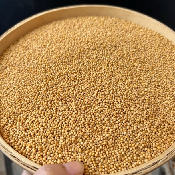 【白芥子】河南农户种植白芥子 干净无硫自然晾晒 250g包邮另售山药