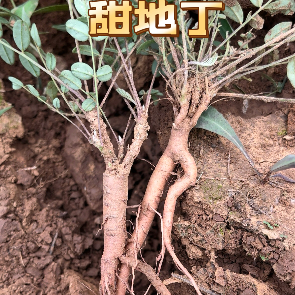 【甜地丁】米口袋甜地丁自然晒干大山采挖 非种植 150g包邮另售当归