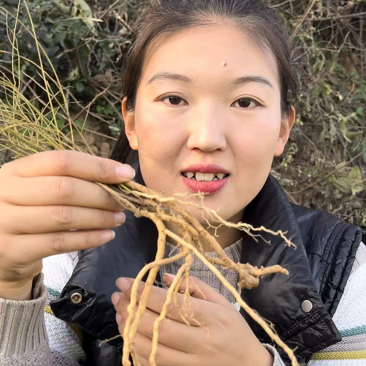 【远志】山里采挖远志个头不大已砸皮抽芯晒干远志肉100g包邮非山药
