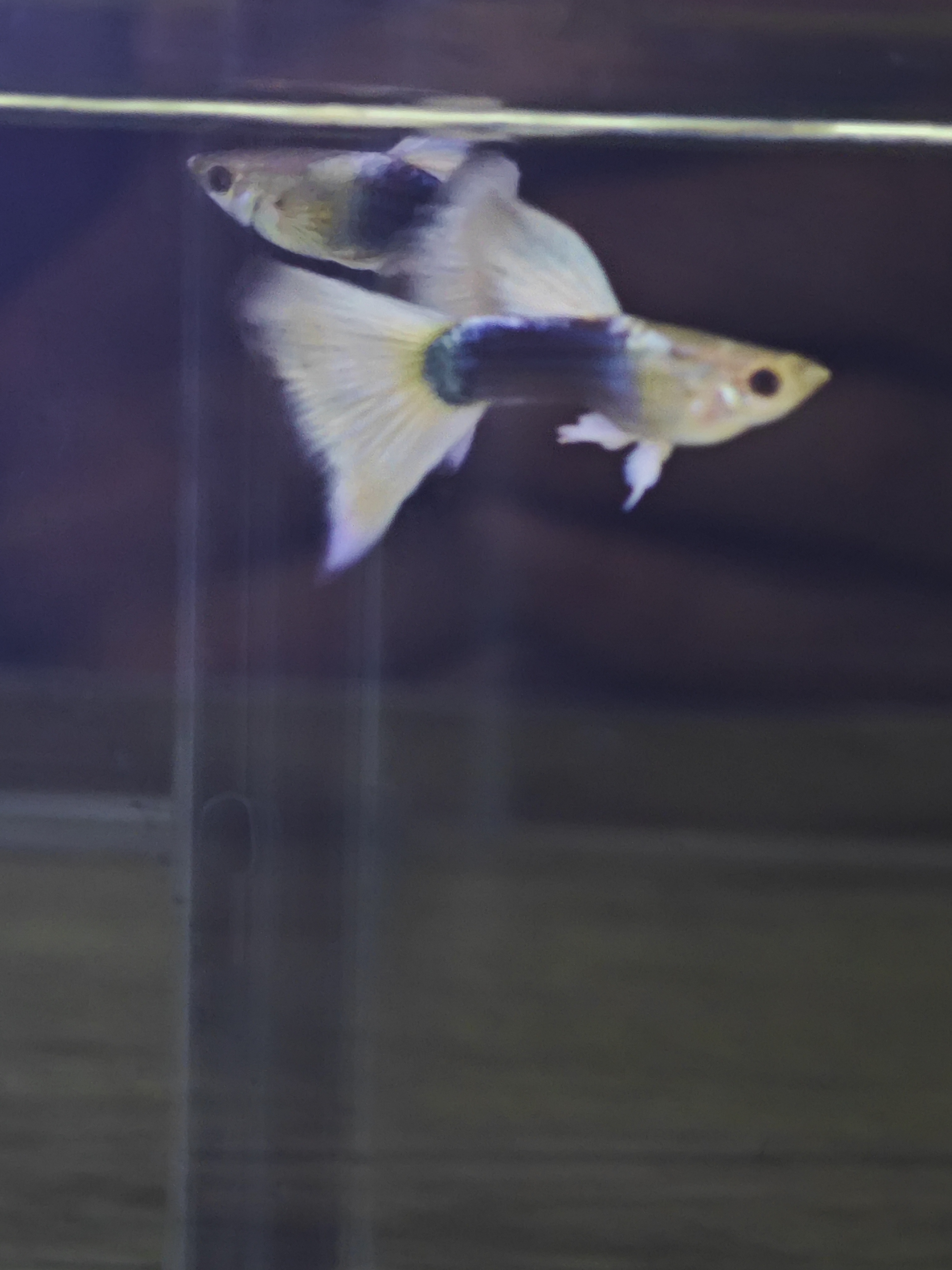  黄礼服三角尾小型观赏