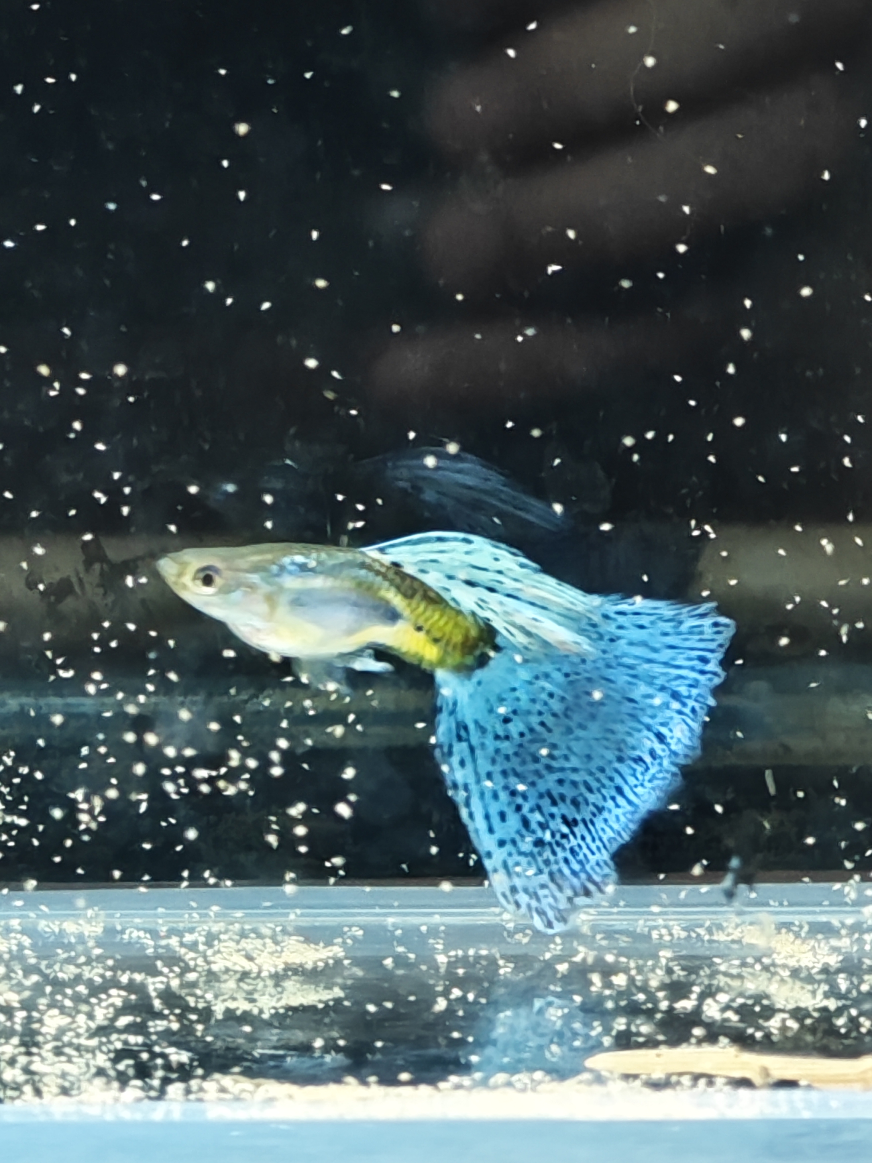 精品孔雀鱼  蓝草蝶翼缎带大c