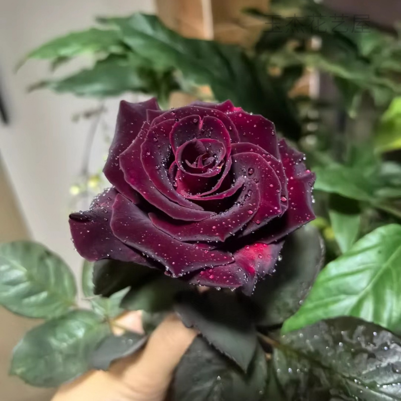 玫瑰花老桩树苗浓香室内阳台庭院景观地栽月季花卉耐寒植物蔷薇