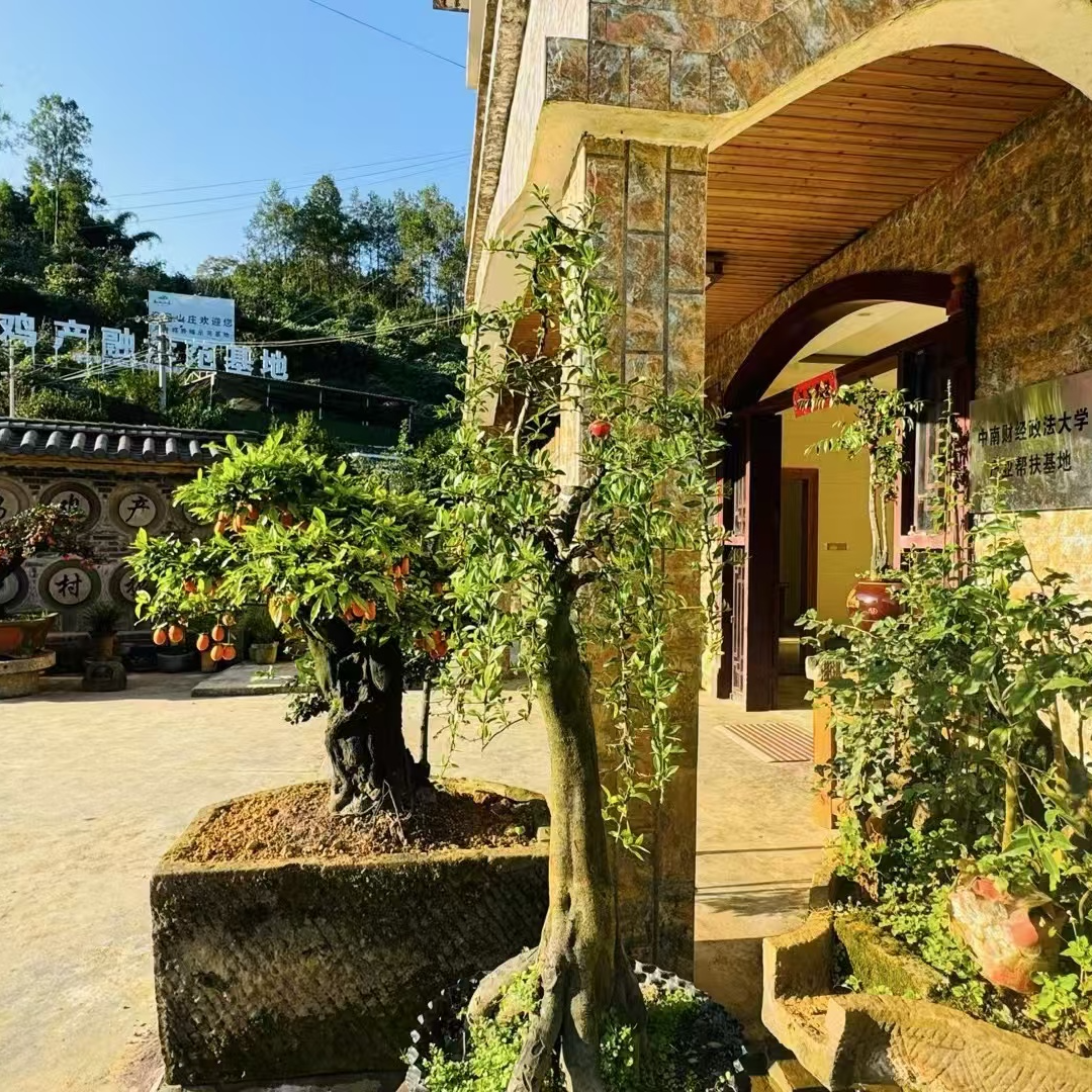 金弹子一物一拍 介意掉果断枝坏盆的慎拍！！！