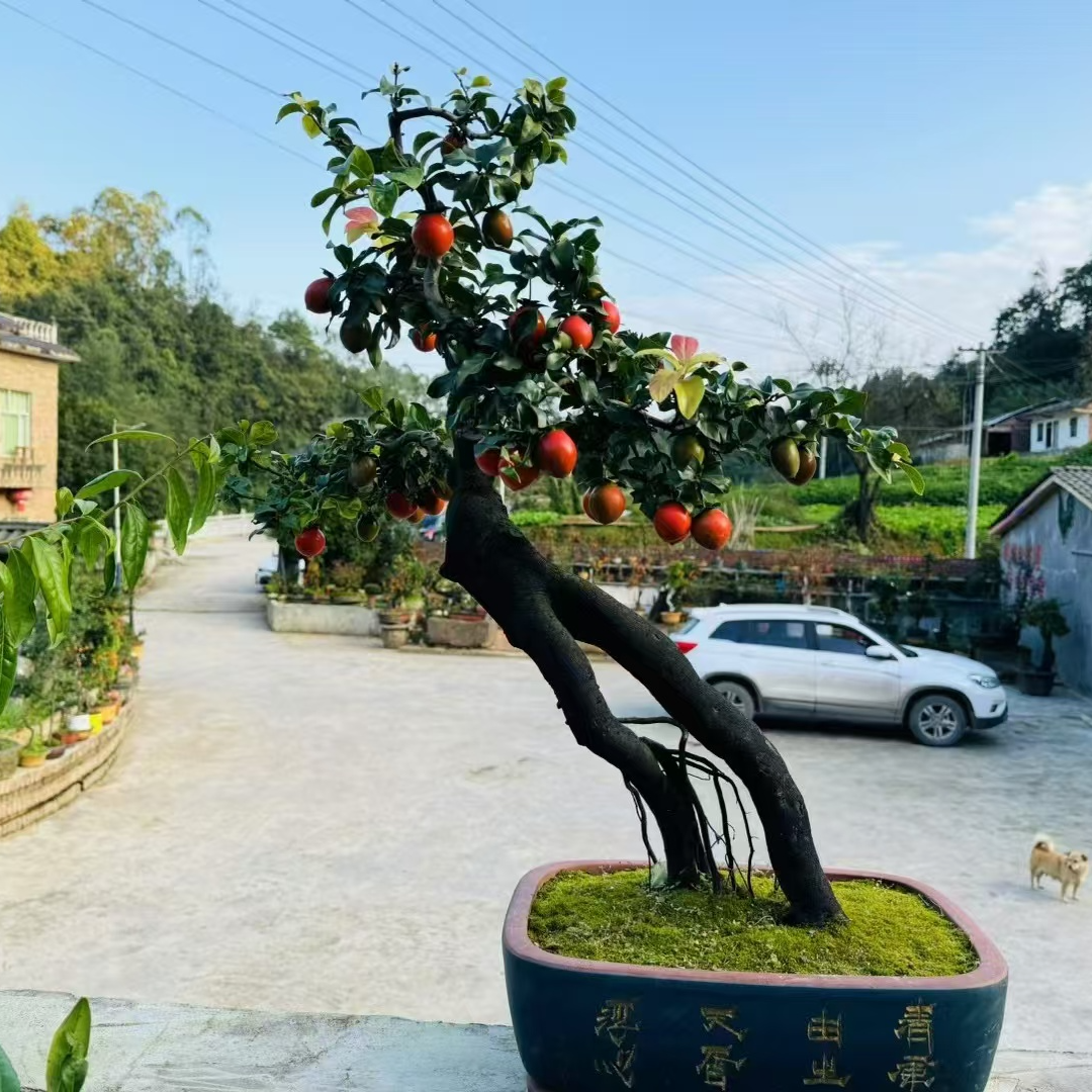 金弹子《355-600链接都有》介意掉果断枝坏盆的慎拍