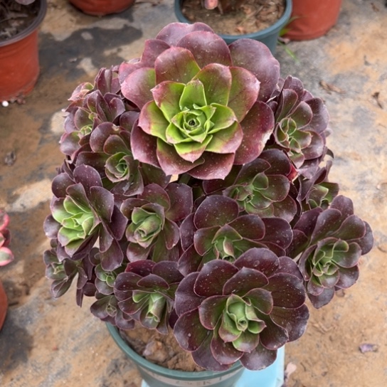 随****）多肉植物魅金163