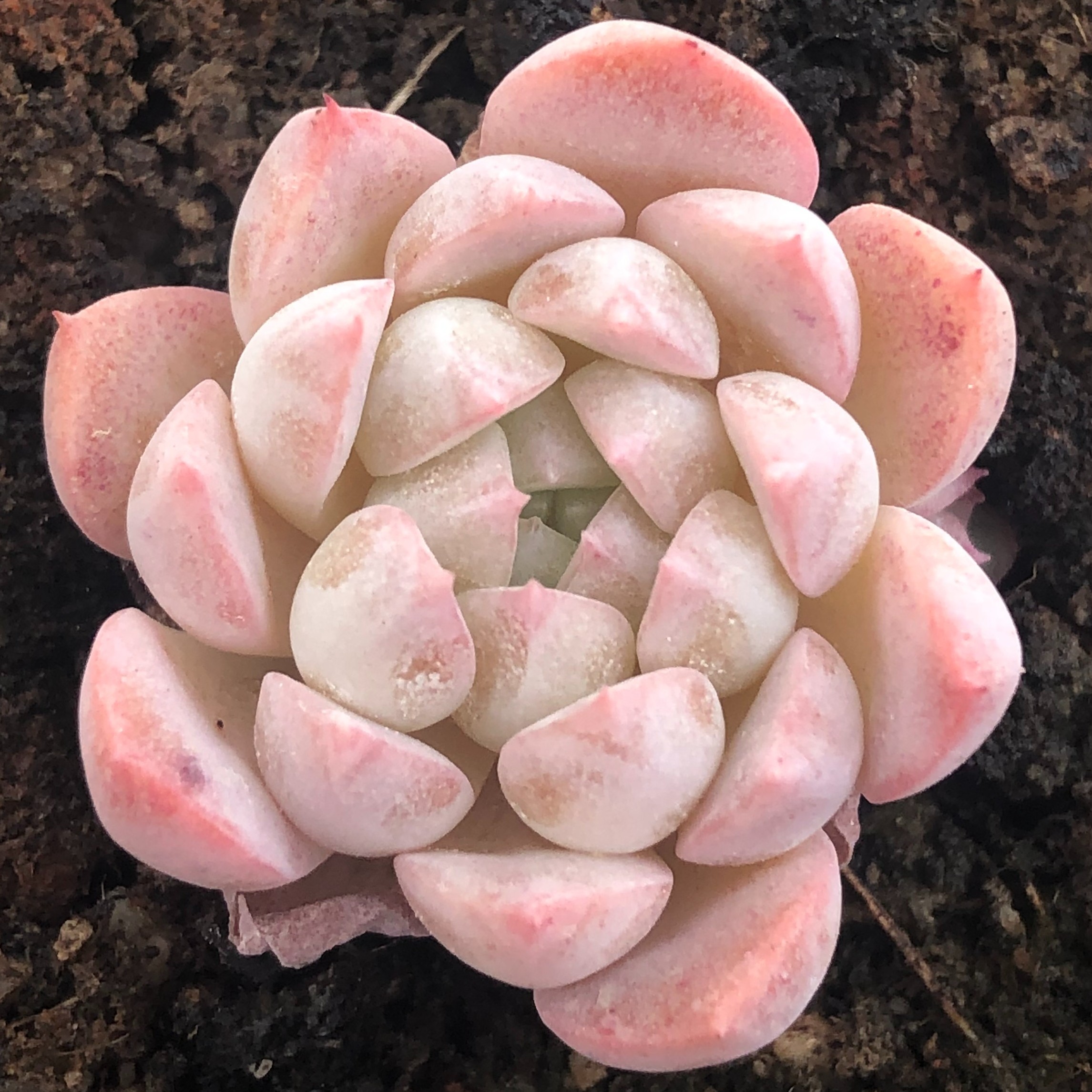 【潮顽沙植】赠送5颗龙舌兰植物 - 新品 多肉植物 绿植盆栽