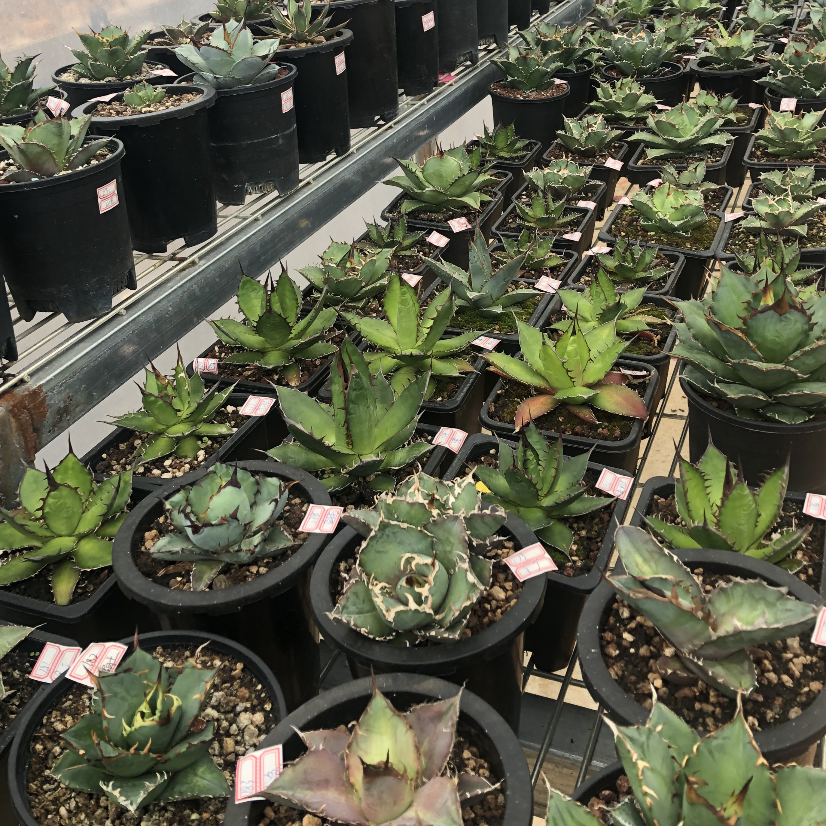 A龙舌兰植物 绿植盆栽