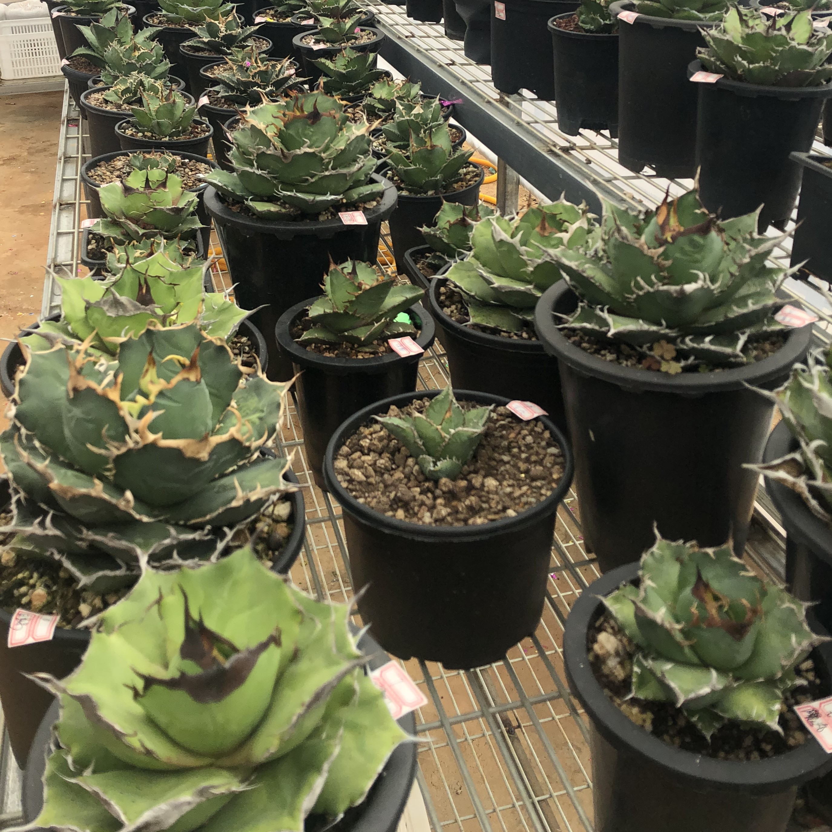 B龙舌兰植物 绿植盆栽