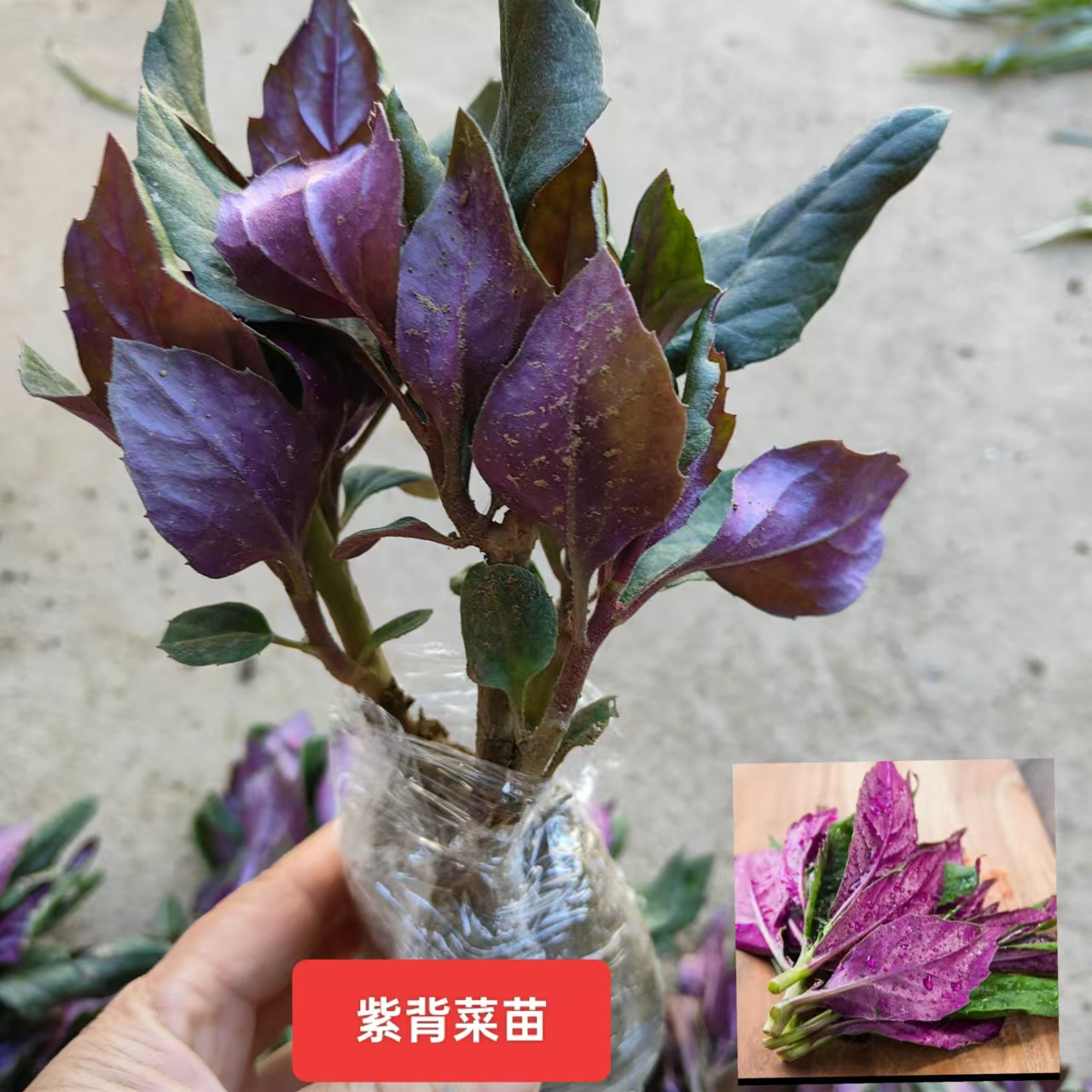 正宗食用紫背天葵红背菜紫背菜血皮菜观音菜四季子盆栽蔬菜0.2斤