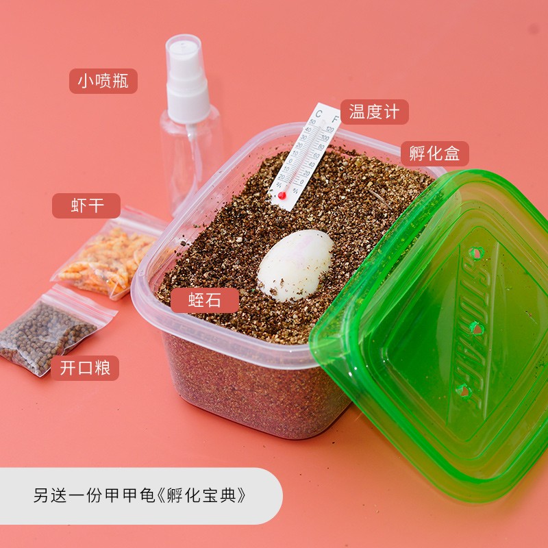 （金线草龟蛋）（佛甜蛋）（火焰）（西锦）孵化蛋受精蛋