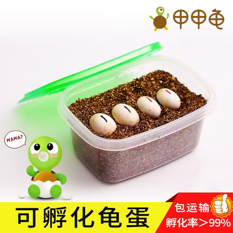 （福利蛋）孵化蛋受精蛋   