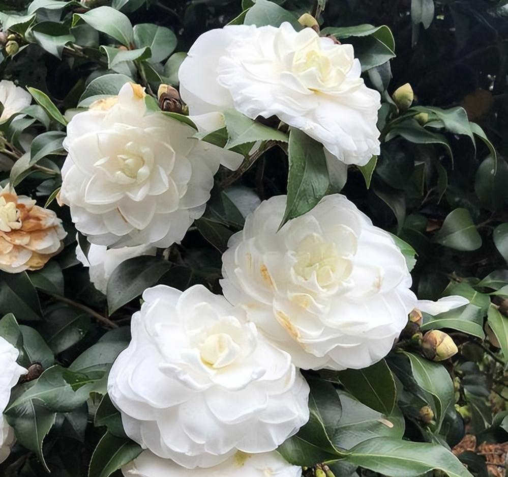 东方亮茶花水晶白颜色，庭院阳台别墅栽种