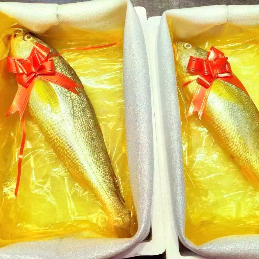 【年货抢先购】东海纯海捕海捕大黄鱼新鲜大黄花鱼500g-600g/条