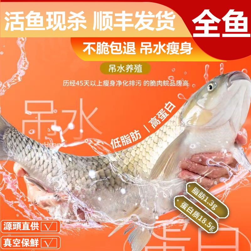 【半条鱼】正宗中山吊水脆肉鲩整鱼产地直播现选现称优质养殖鲜活