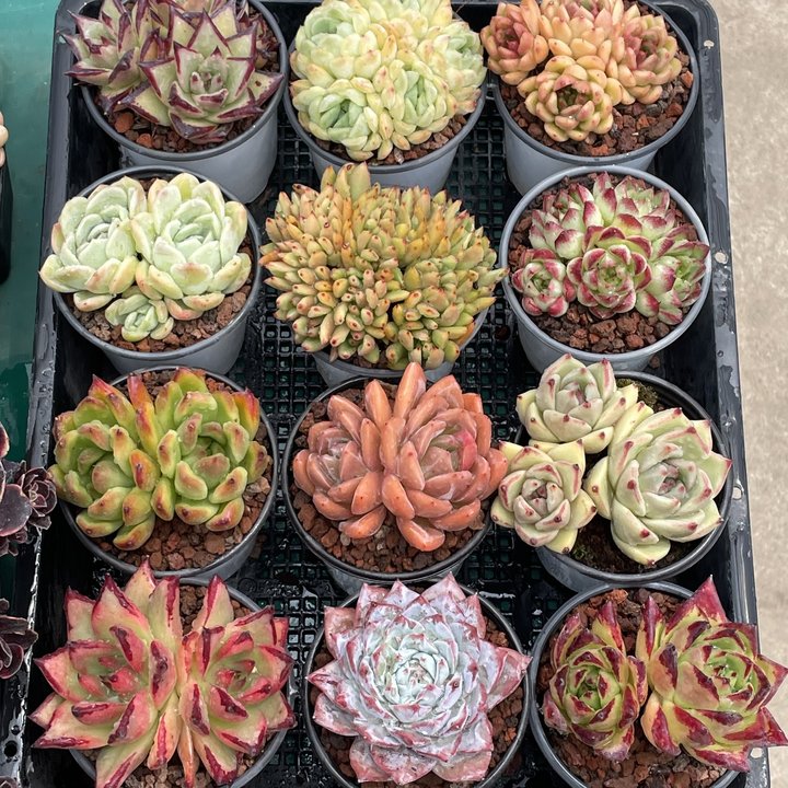 六棵组合（全场两单包邮）云南精控精养精品多肉植物 带盆