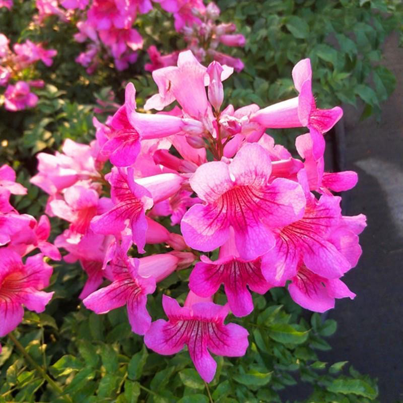 顺丰包邮】粉色非洲凌霄花爬藤花卉耐晒耐热阳台花卉