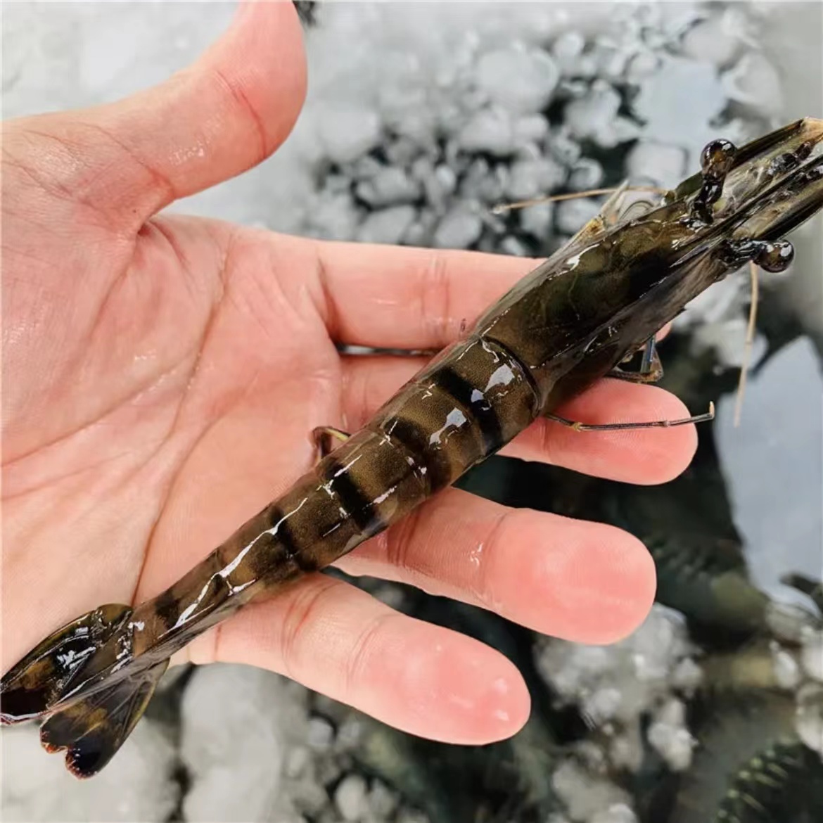 【小哥】东山岛活冻黑虎虾（4050规格 ）海捕金刚虾个大肉肥