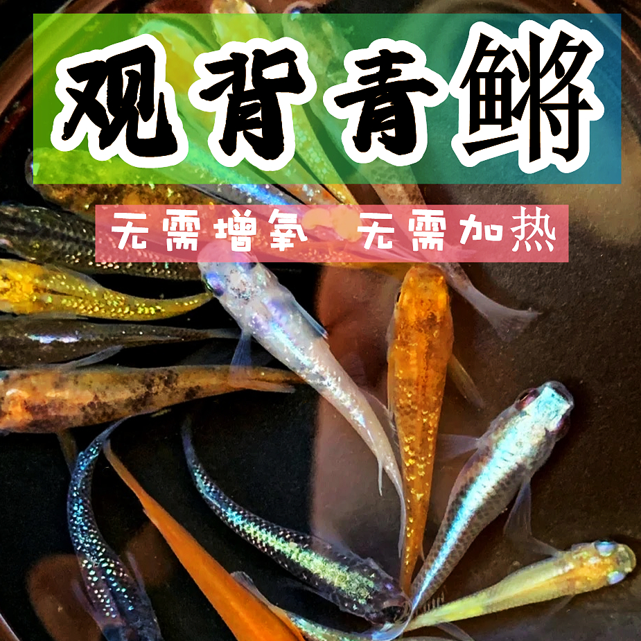 观背青鳉淡水冷水观赏鱼无需打氧过滤魔法鱼迷你锦鲤水族好养活体
