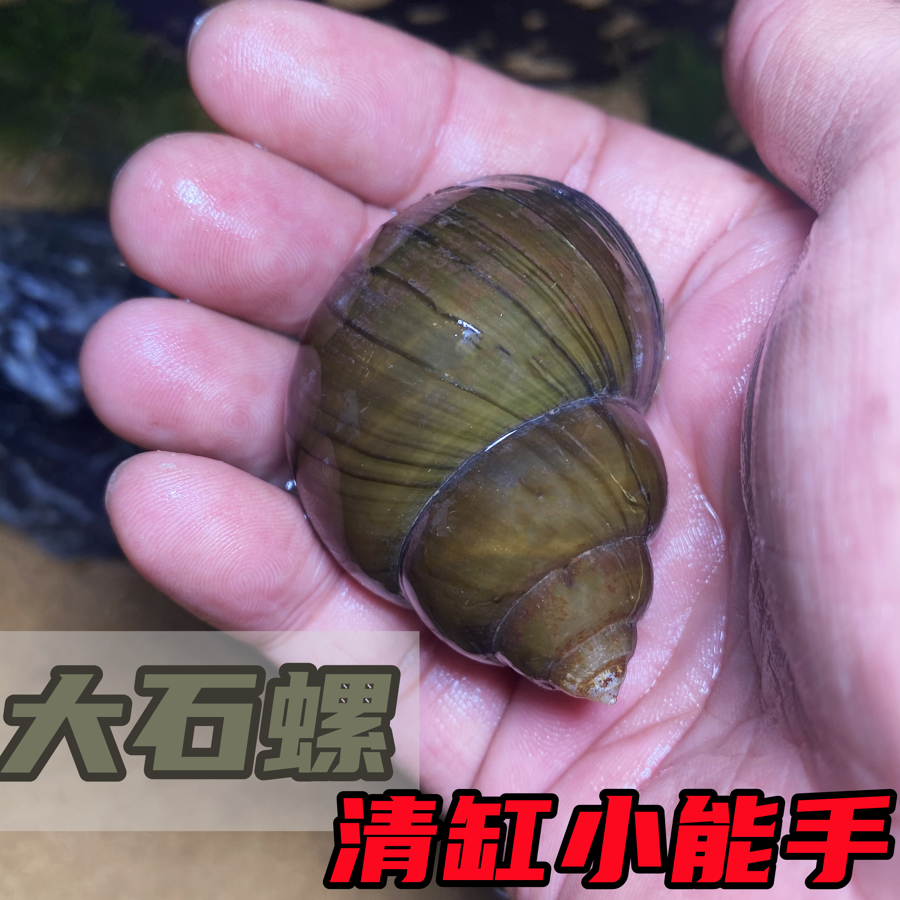 淡水石螺田螺鱼缸清洁螺水蜗牛淡水冷水原生水族宠物除藻观赏螺