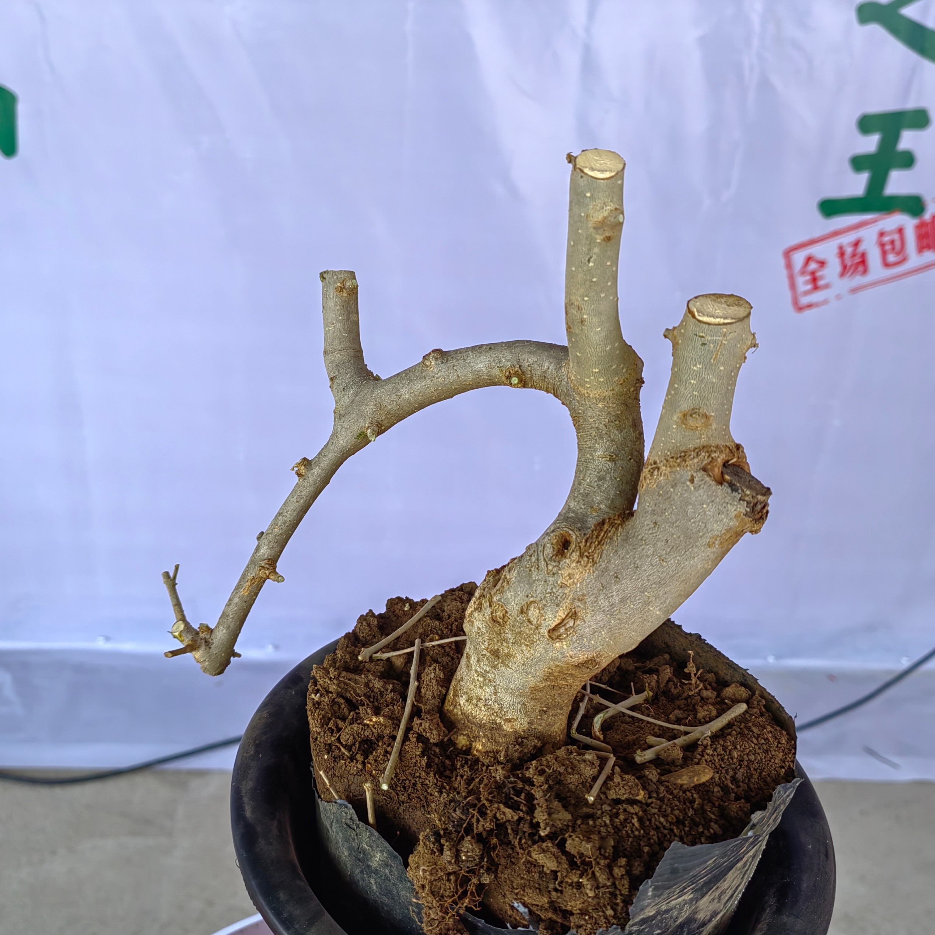 03对节白蜡千年老桩小微盆栽悬崖式