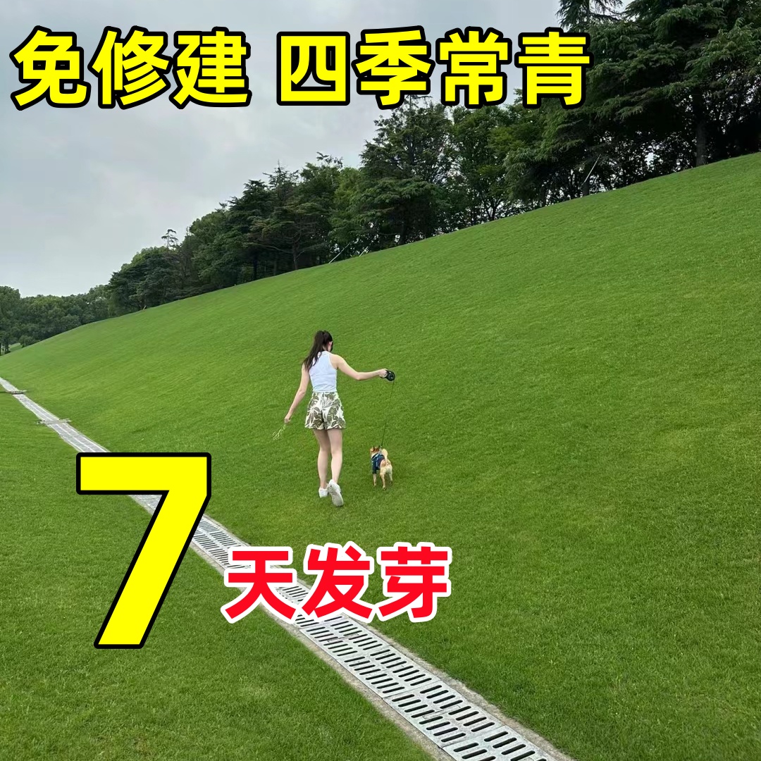 草坪草籽四季常青免修剪地毯草种子庭院绿化护坡狗牙根黑麦草皮子