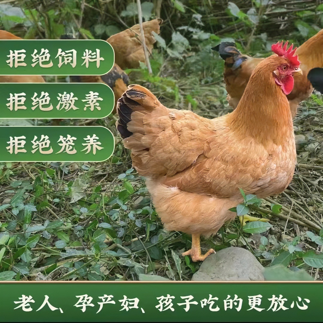 【顺丰快递】正宗活动散养土鸡农家现杀