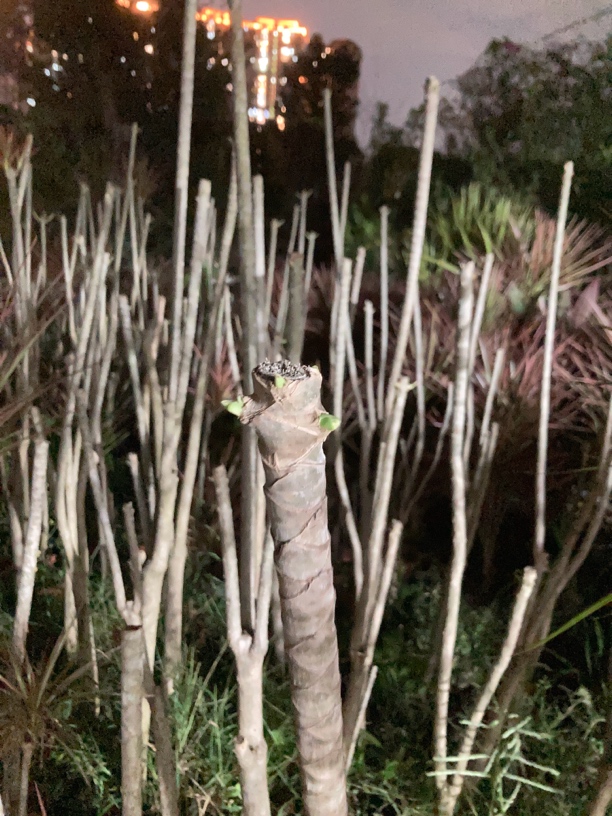 千年木补差价   一物一拍补差价